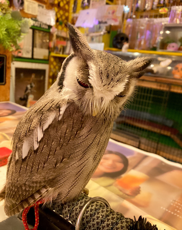 2023年産まれ アフリカオオコノハズク