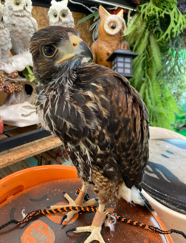 2024年 1月24日産まれ ハリスホーク