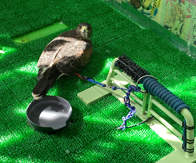 ハリスホーク飼育道具と書籍セット FV3KjqjakAAuEqO.jpg