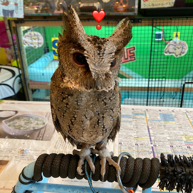 ♪441❤️ フクロウ　ガラスビーズ　ジルコニア　幸運　ロンデル　マスクチェーン ♪441❤️ フクロウガラスビーズジルコニア幸運ロンデルマスク