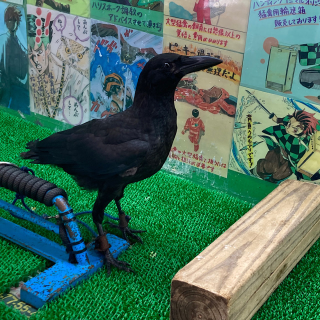 カラスの剥製 ハシボソガラス 希少 展示鳥類剥製（ハシボソガラス） - 新潟県ホームページ
