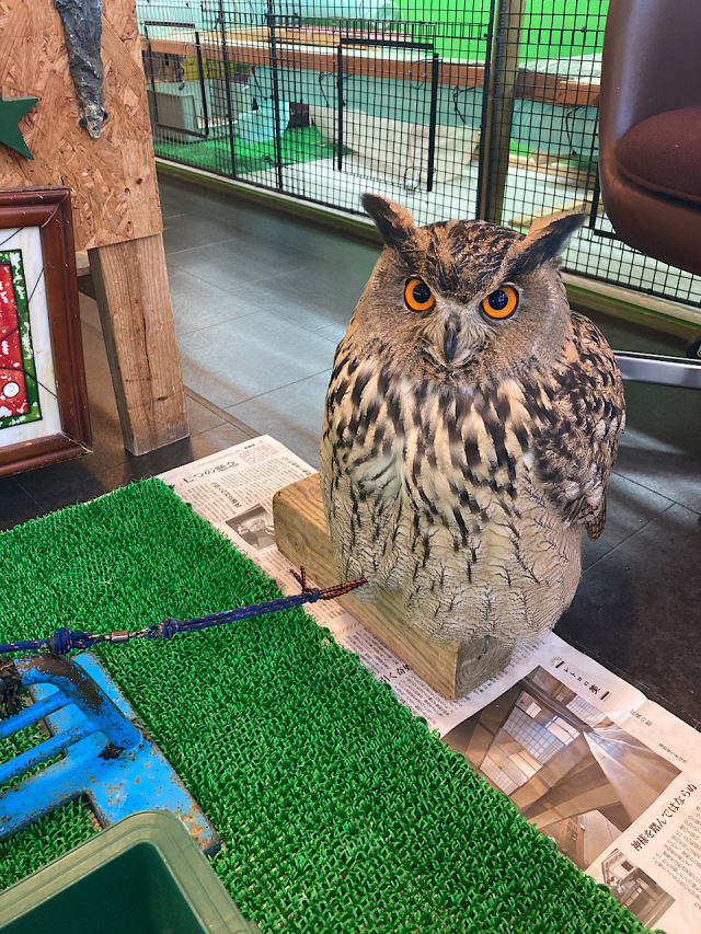 2024年6月1日産まれ ユーラシアワシミミズク