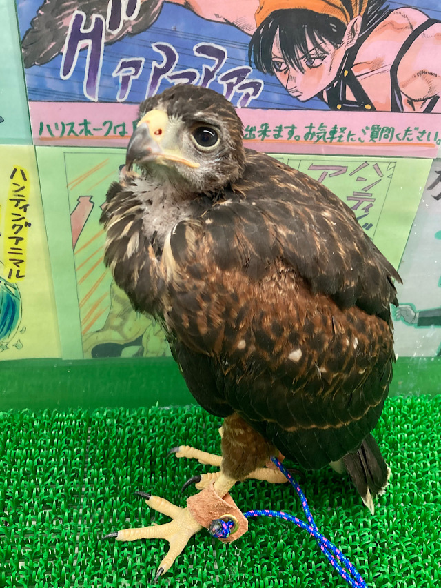 【ご確認用です】オストハイマー4点　ポニー　クロヒョウ　アナグマ　カモ 11304 シェトランドポニー(走っている)：おもちゃ：百町森
