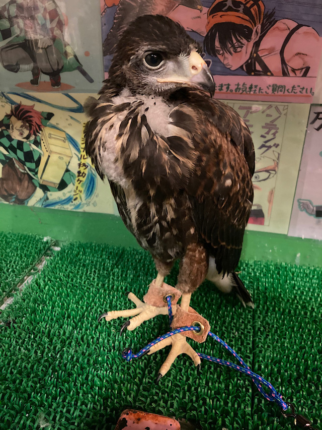 イギリス　英国　アボッツバリー白鳥飼養所600年　5種完 NH Amazon｜アガベ・パリー・トルンカータ 3号ロングポット｜観葉