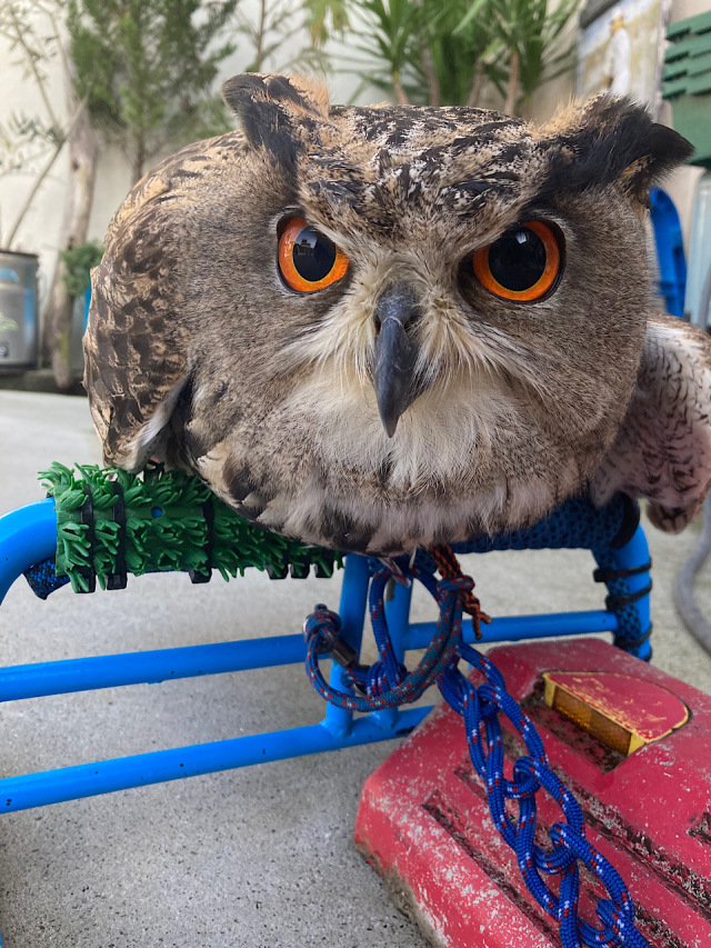 ユーラシアワシミミズクの剥製 約60cm ユーラシアワシミミズクの剥製