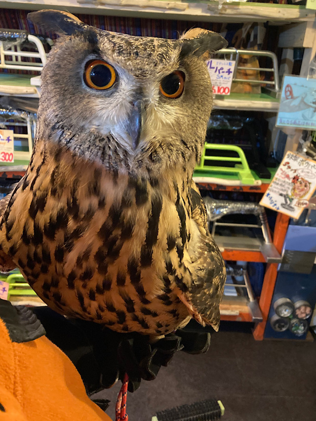 ユーラシアワシミミズクの剥製 約60cm ユーラシアワシミミズクの剥製 約60cm ユーラシアワシミミズクの剥製