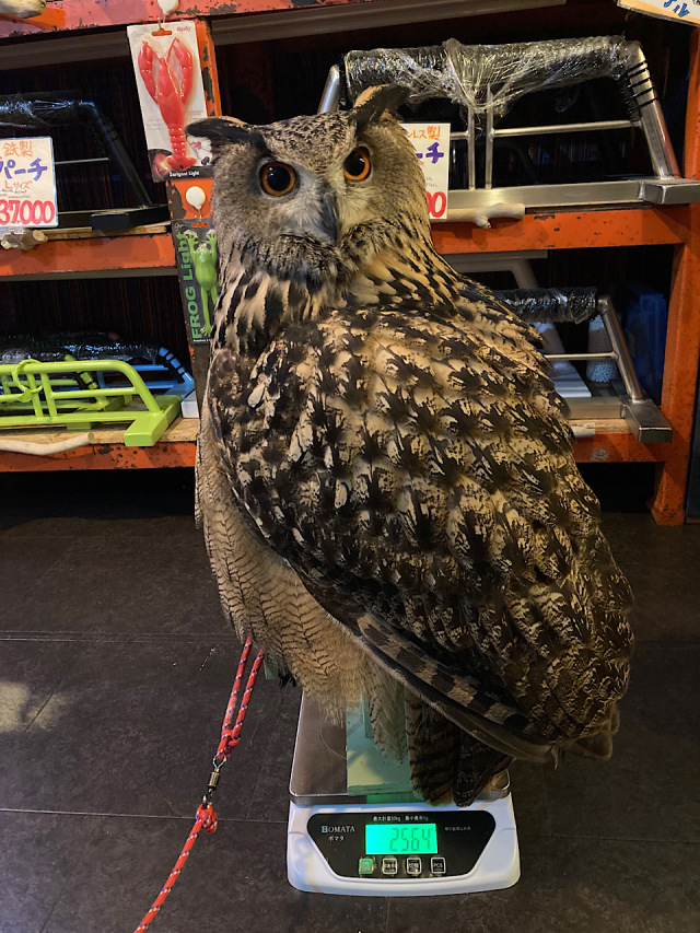 2021年産まれ ユーラシアワシミミズク