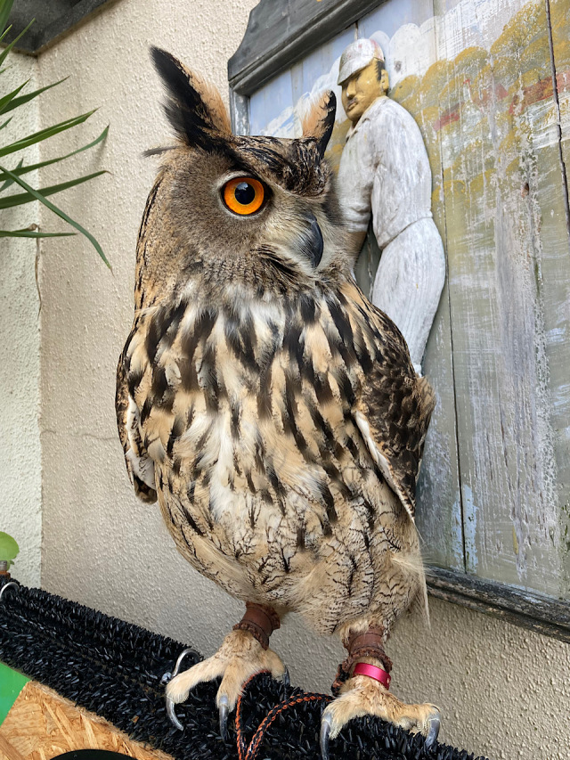 2024年6月1日産まれ ユーラシアワシミミズク