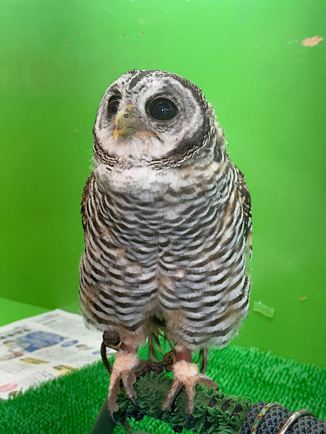 2026年3月19日生まれ チャコモリフクロウ