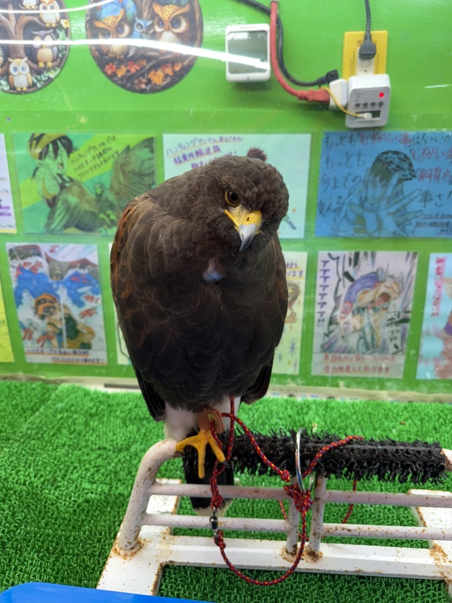 2024年10月産まれ ハリスホーク 雄(男の子)