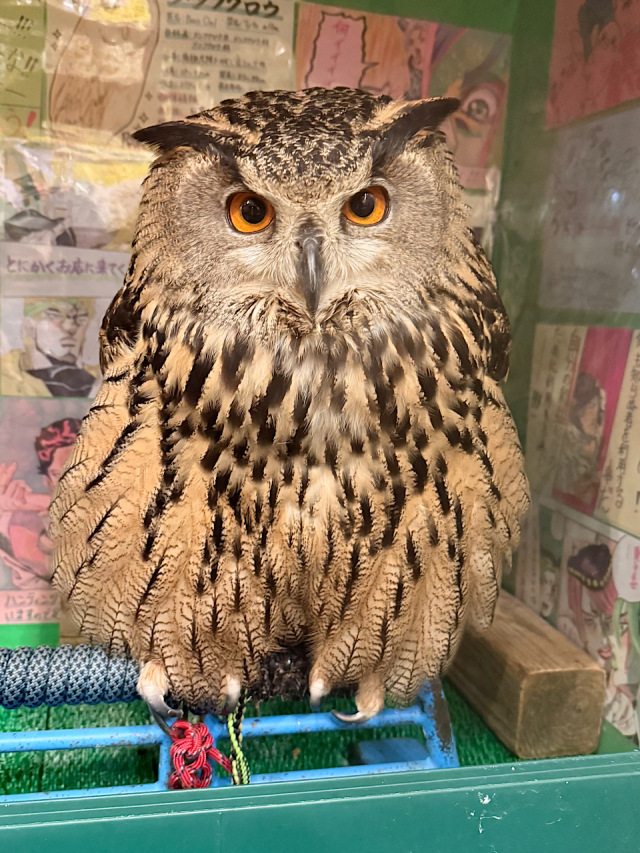 2021年産まれ ユーラシアワシミミズク