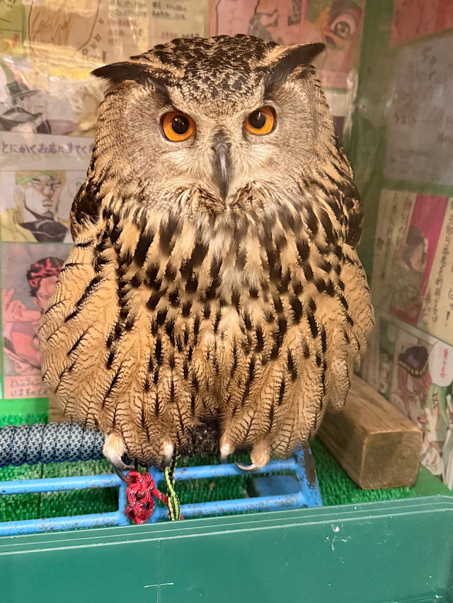 ユーラシアワシミミズクの剥製 約60cm ユーラシアワシミミズクの剥製 約60cm - メルカリ