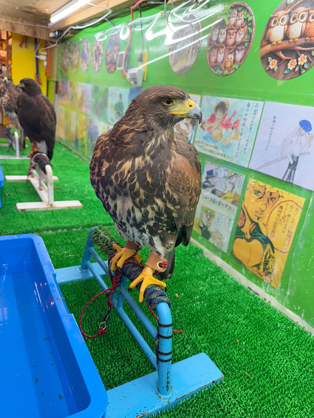 2025年5月産まれ ハリスホーク 雌(女の子)