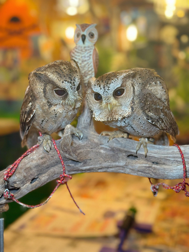 【SALE対象♡】2025年5月末産まれ　スンダオオコノハズク　Ｂ個体　