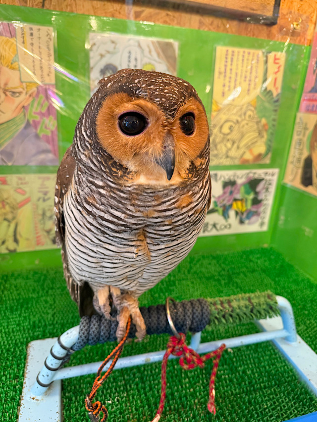 【SALE対象♡】2025年3月上旬産まれ　マレーモリフクロウ　