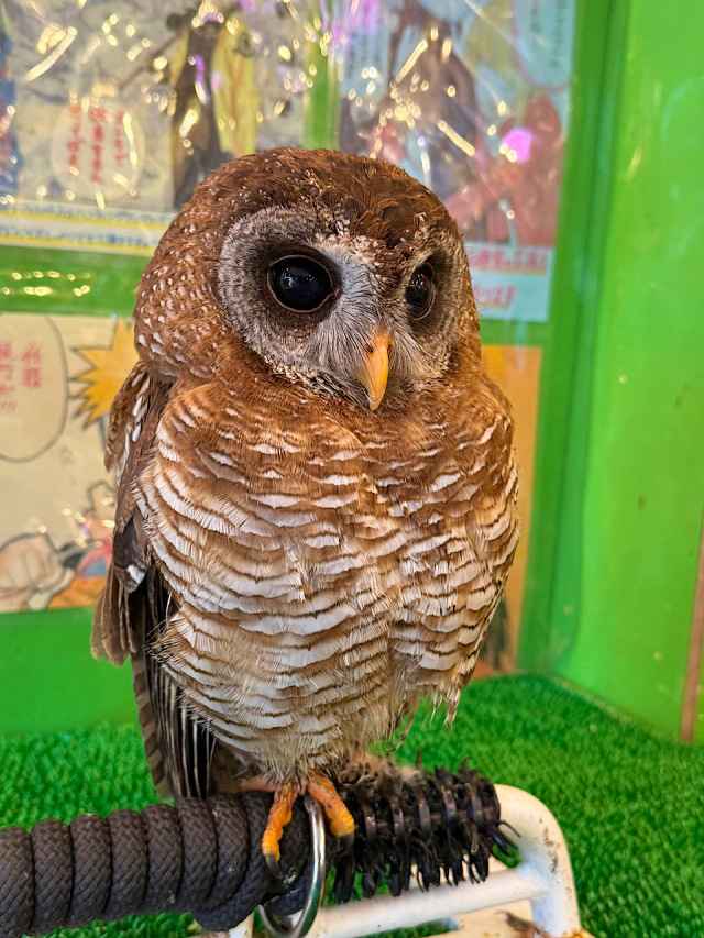 【SALE対象♡】2024年4月産まれ　アフリカヒナフクロウ