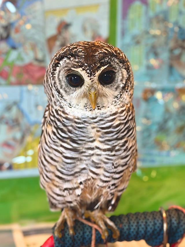 【SALE対象♡】2024年4月6日産まれ チャコモリフクロウ(アカアシモリフクロウ)