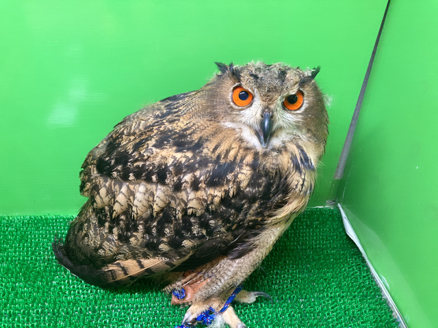 ユーラシアワシミミズク