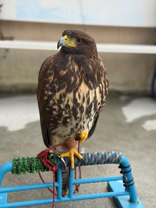 2025年5月産まれ ハリスホーク 雌(女の子)