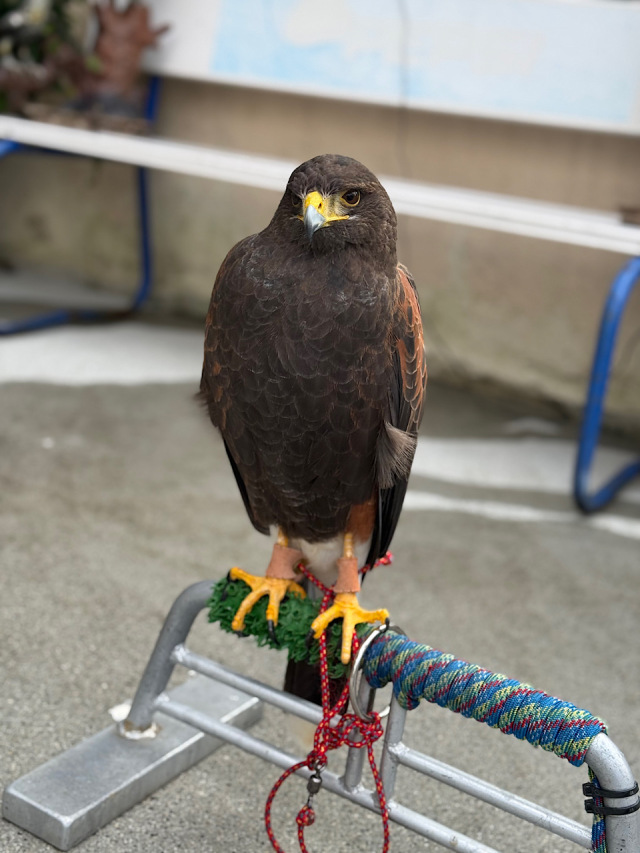 2024年10月産まれ 　ハリスホーク　雄（男の子）