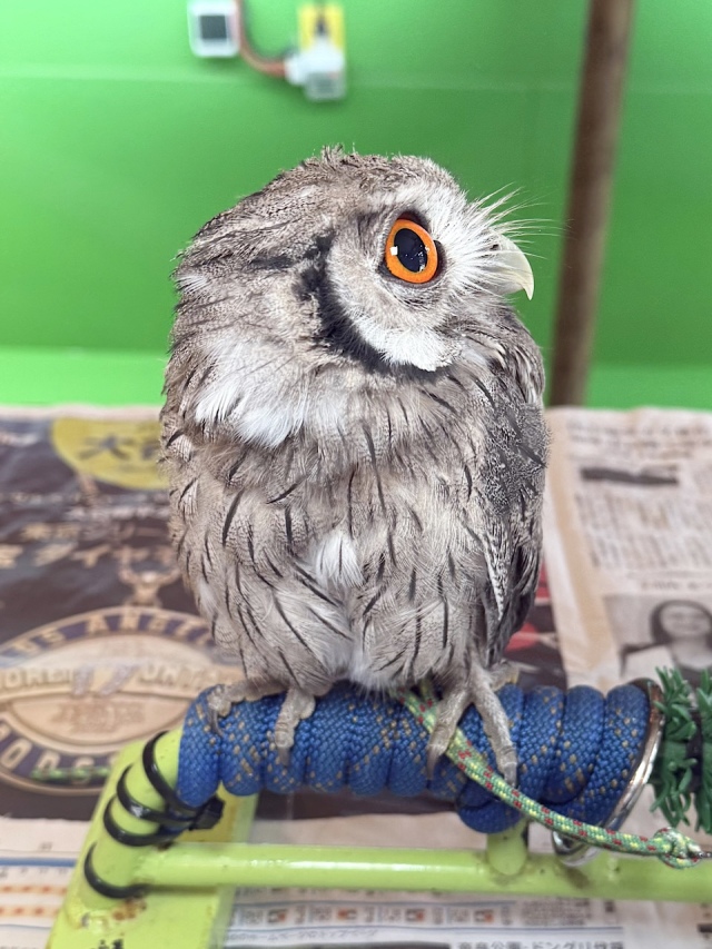 2025年1月産まれ アフリカオオコノハズク