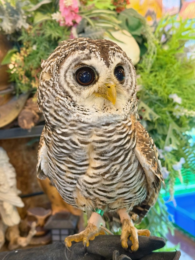 【SALE対象♡】2024年4月6日産まれ チャコモリフクロウ(アカアシモリフクロウ)