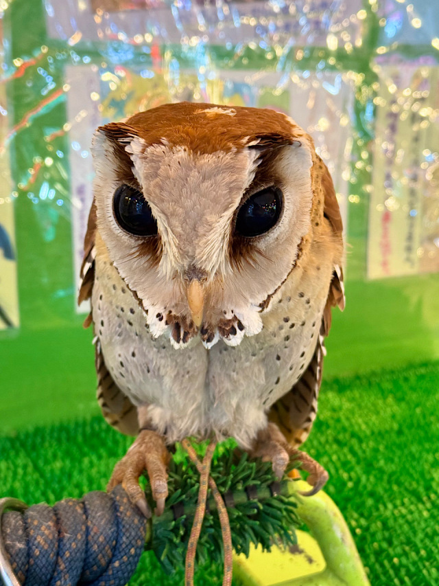 【SALE対象♡】2025年4月29日産まれ ニセメンフクロウ