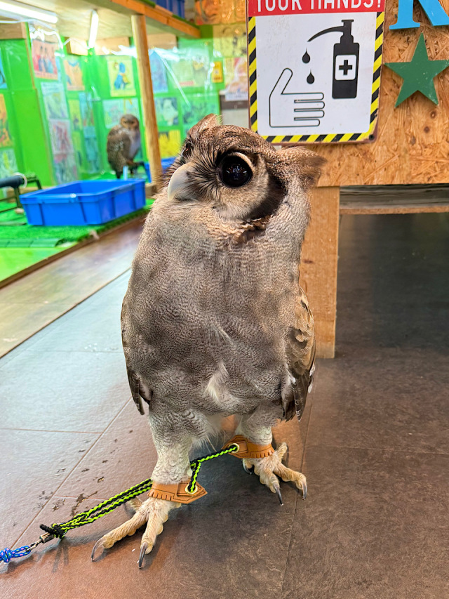 2024年 2月頃産まれ ミルキーワシミミズク