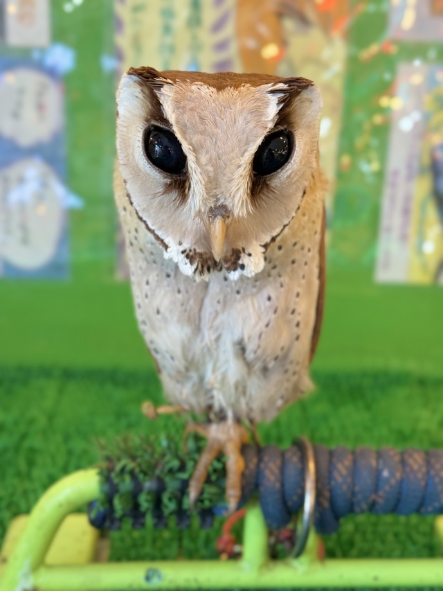 2025年4月29日産まれ ニセメンフクロウ