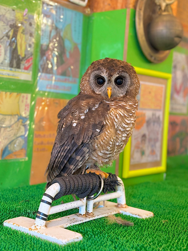 【SALE対象♡】2024年4月産まれ アフリカヒナフクロウ