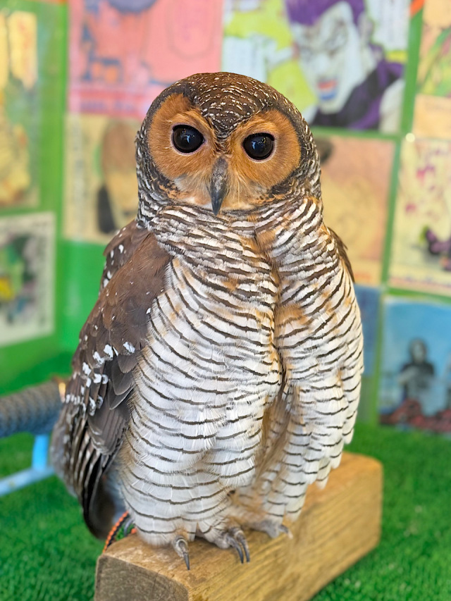 【SALE対象♡】2025年3月上旬産まれ マレーモリフクロウ