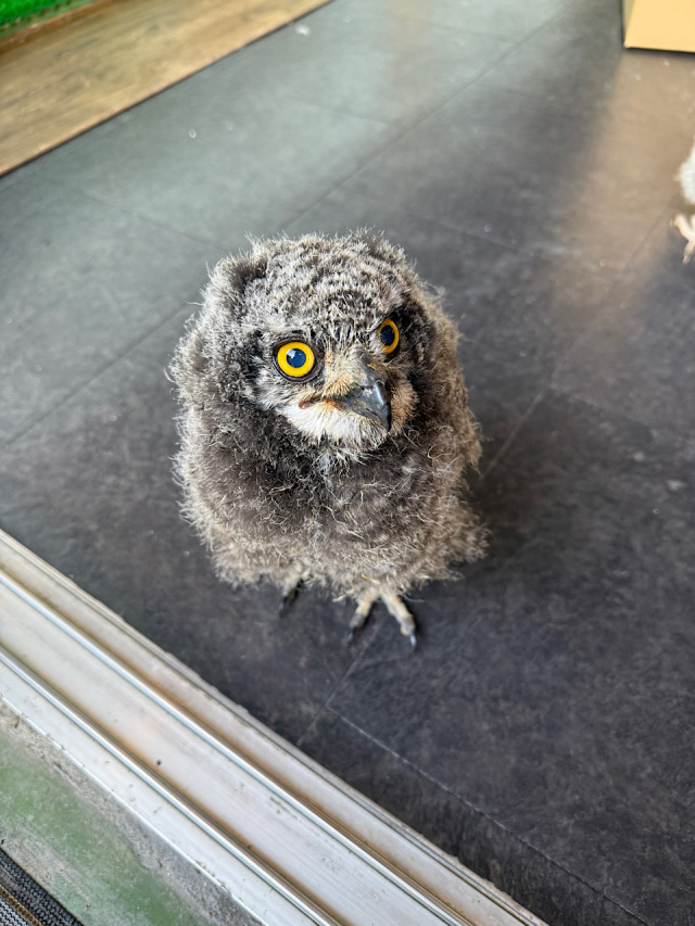 2025年産まれ アフリカワシミミズク 雛