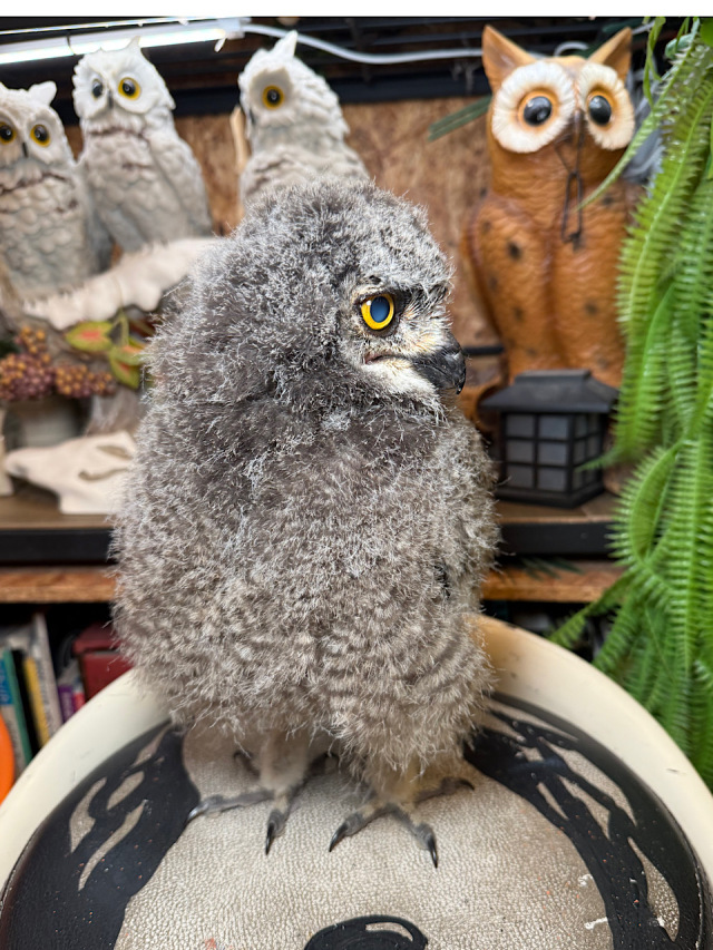 2025年産まれ アフリカワシミミズク 雛