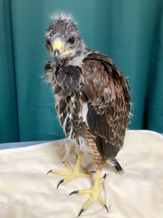 イギリス　英国　アボッツバリー白鳥飼養所600年　5種完 NH イギリス 英国 アボッツバリー白鳥飼養所600年 5種完 NH
