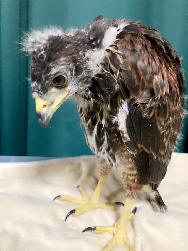 ステンレス製 ファルコンブロック XLサイズ 鳥 猛禽 猛禽類 鷹