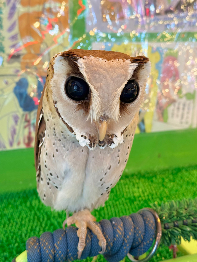 【SALE対象♡】2025年4月29日産まれ  ニセメンフクロウ　