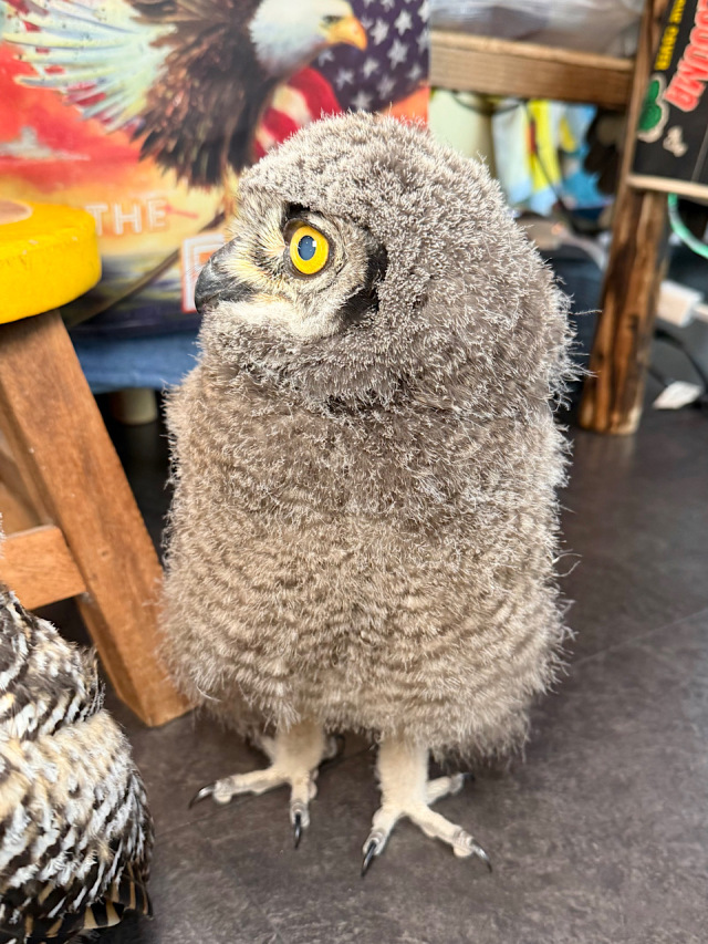2025年産まれ アフリカワシミミズク 雛