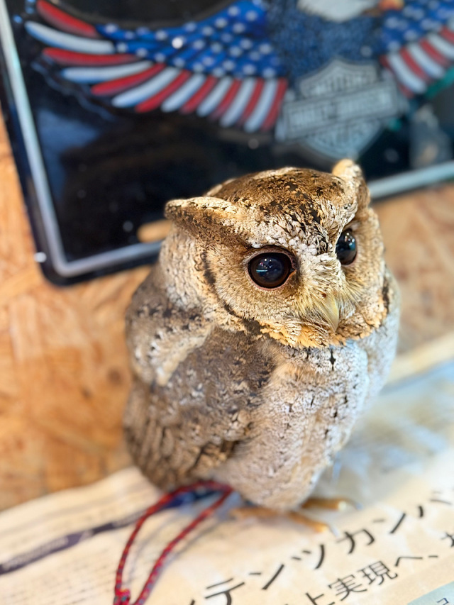 【SALE対象♡】2025年5月末産まれ スンダオオコノハズク B個体