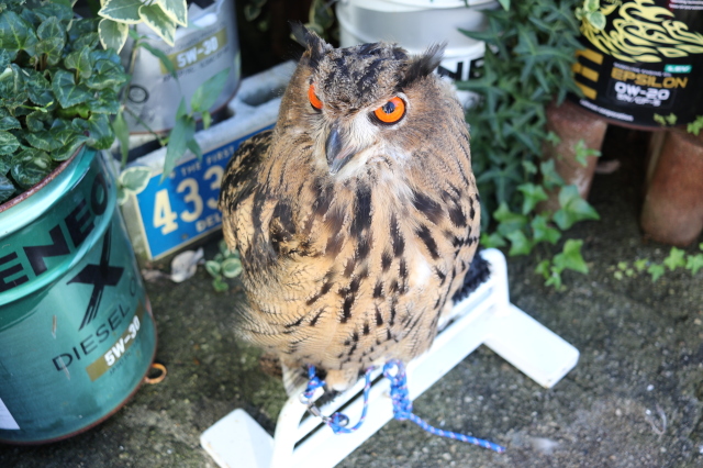 ユーラシアワシミミズク