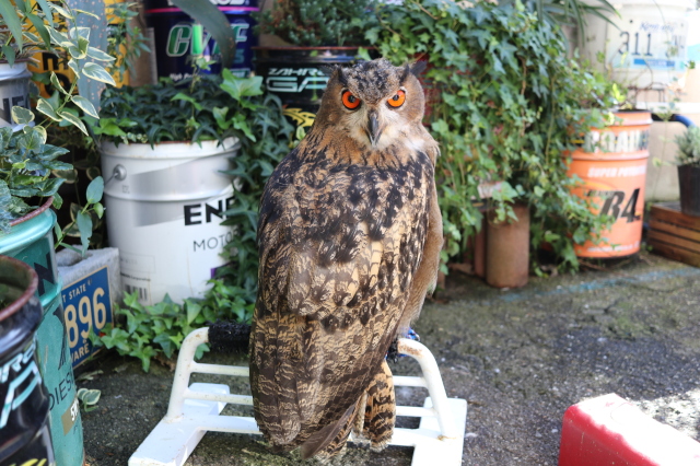 ユーラシアワシミミズク