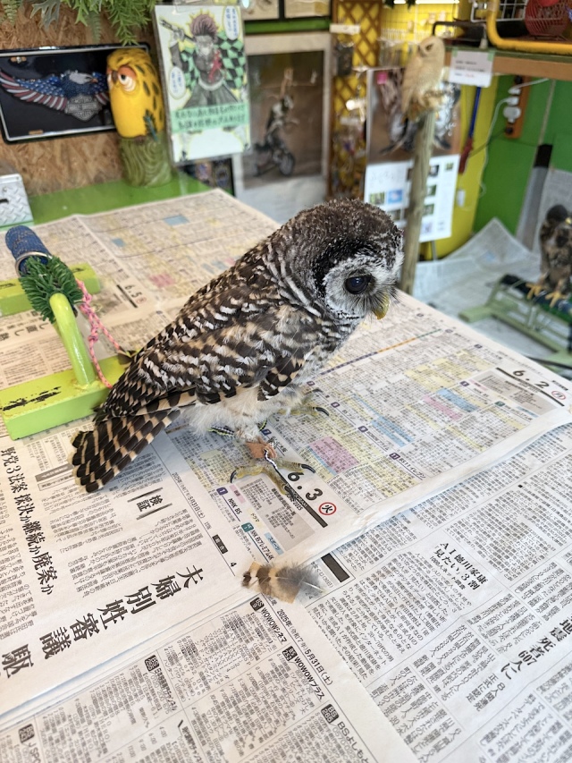2025年4月上旬産まれ　チャコモリフクロウ（アカアシモリフクロウ）
