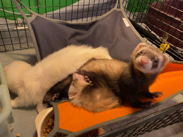 秋冬用フェレットハンモック　小動物ハンモック　ニャンモック　潜れるタイプ 711Aq6rO9OL._UF894,1000_QL80_.jpg