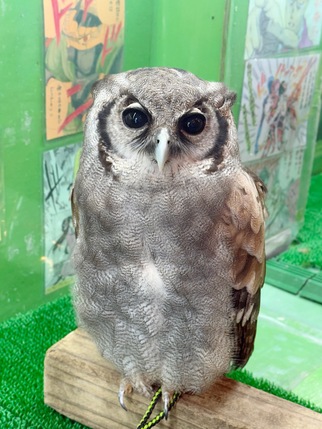 2024年 2月頃産まれ ミルキーワシミミズク