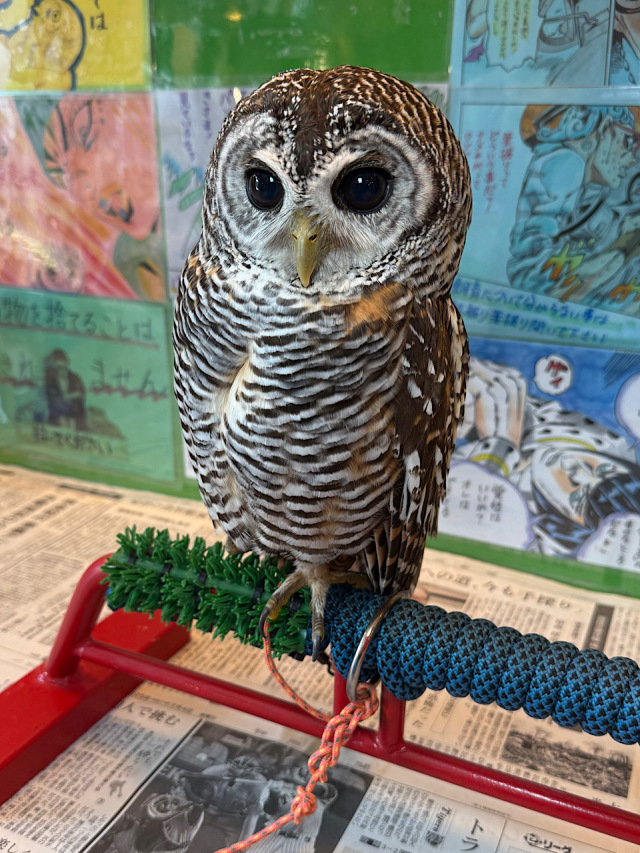 な*な様 メンフクロウ 鳥 残響 茶色 原画 1点物 (2024年12 2024年4月6日産まれ チャコモリフクロウ（アカアシモリフクロウ）