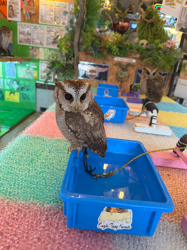 2025年5月末産まれ スンダオオコノハズク B個体