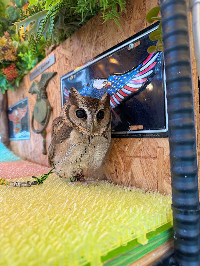 2025年5月27日生まれ スンダオオコノハズク A個体