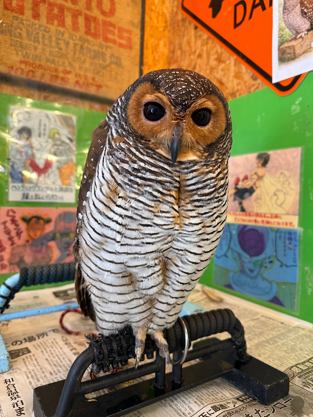 2025年3月上旬生まれ マレーモリフクロウ