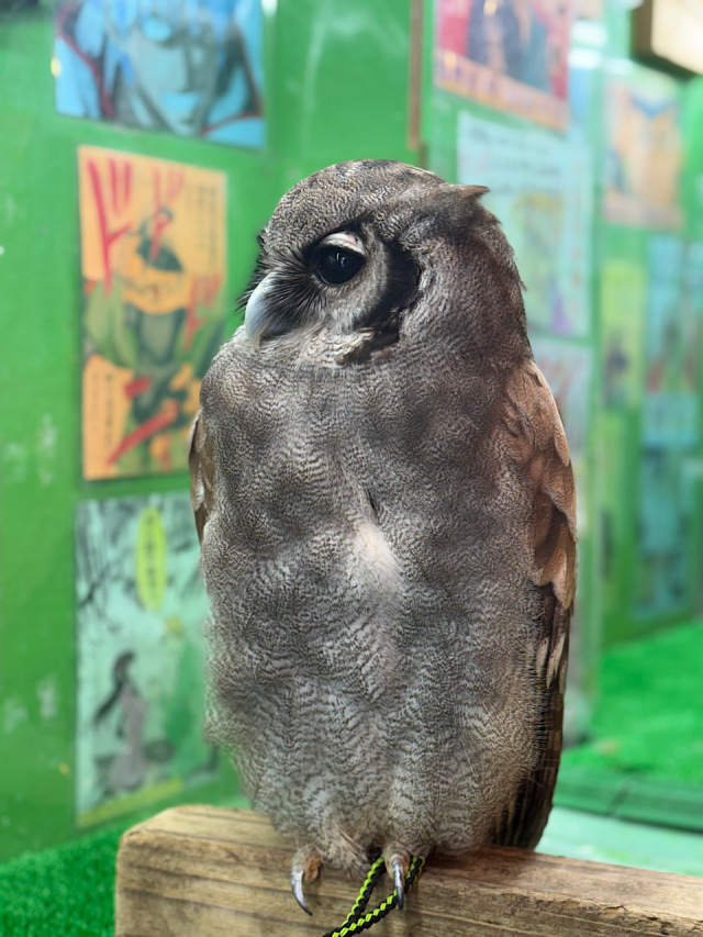 2024年 2月頃産まれ ミルキーワシミミズク