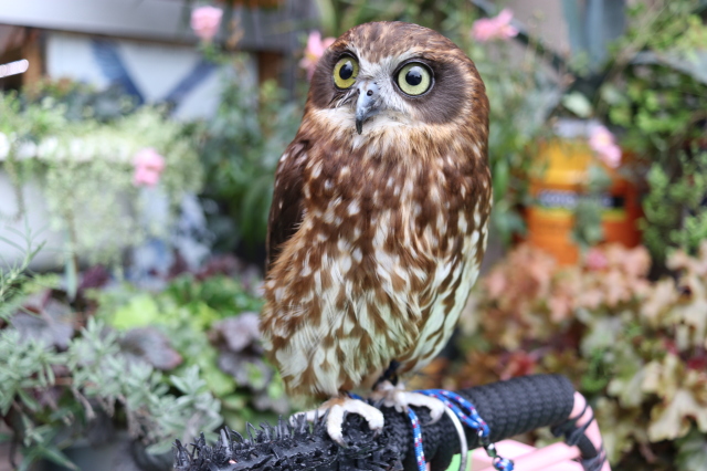 ニュージーランドアオバズク