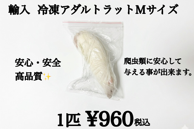 冷凍　アダルトラットＭサイズ　1匹約100ｇ～120ｇ